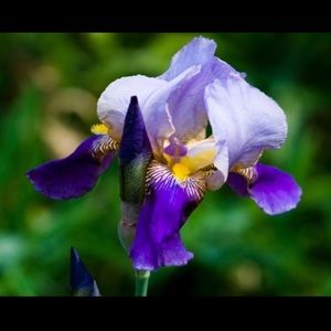 Meet your Posher, Sonya